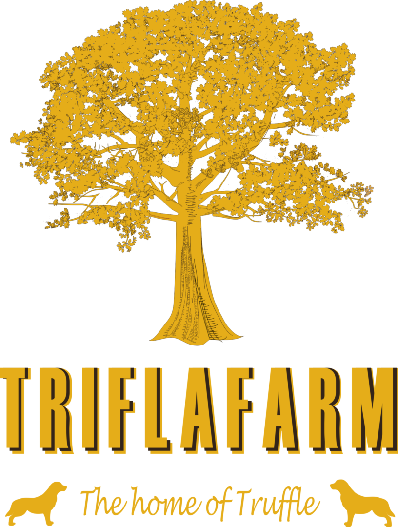 TriflaFarm | Szarvasgombakaland – vadászat és gasztrotúra